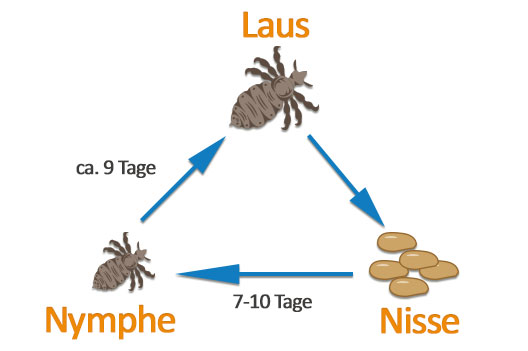 Der Lebenzsyklus der Kopflaus